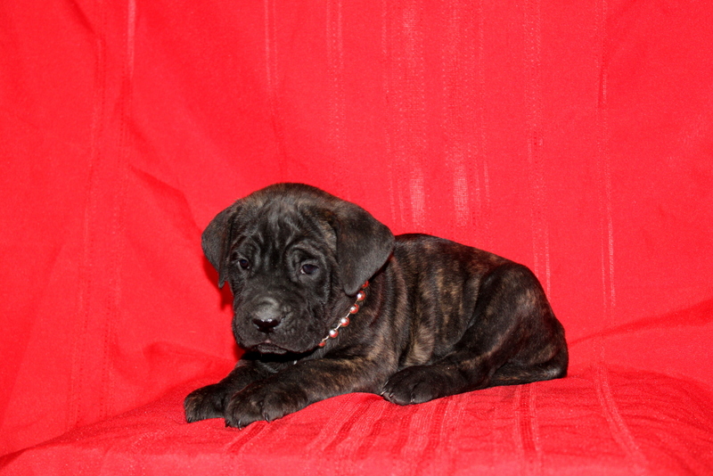 puppy, for, sale, Cane Corso, Matthew B. Stoltzfus, dog, breeder, Gap, PA, dog-breeder, puppy-for-sale, forsale, nearby, find, puppyfind, locator, puppylocator, aca